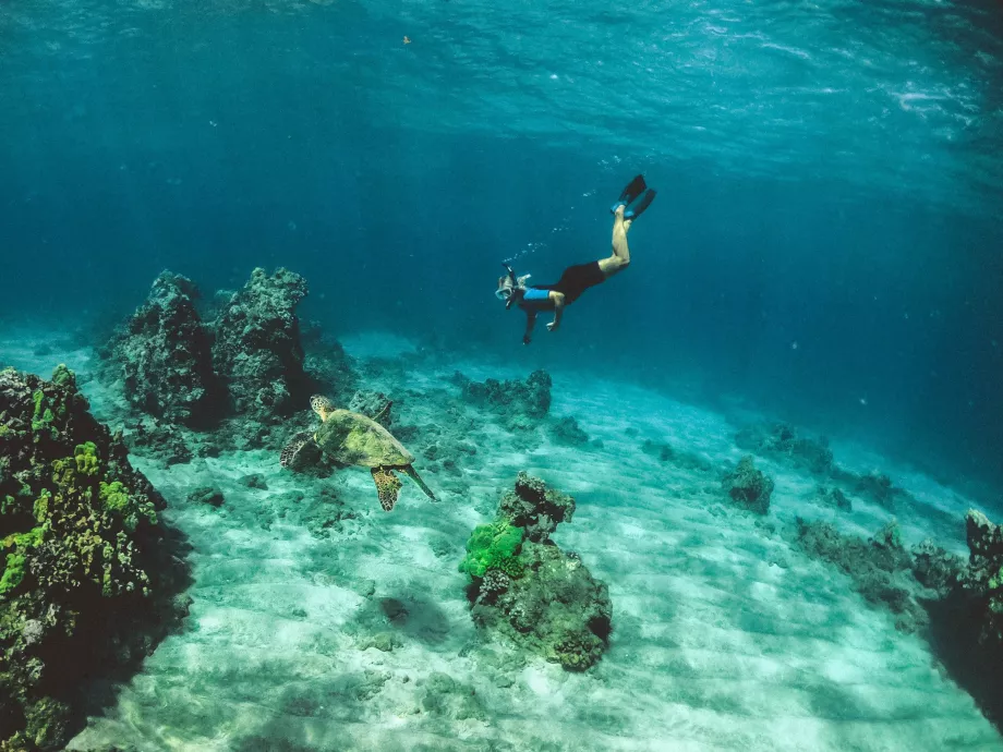 Snorkeling a Oahu