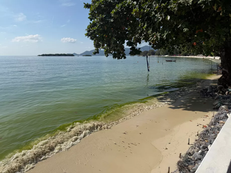 Spiaggia dell'hotel piena di alghe