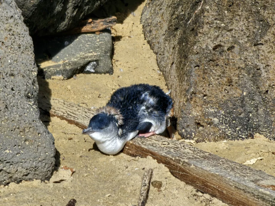 Piccolo pinguino australiano