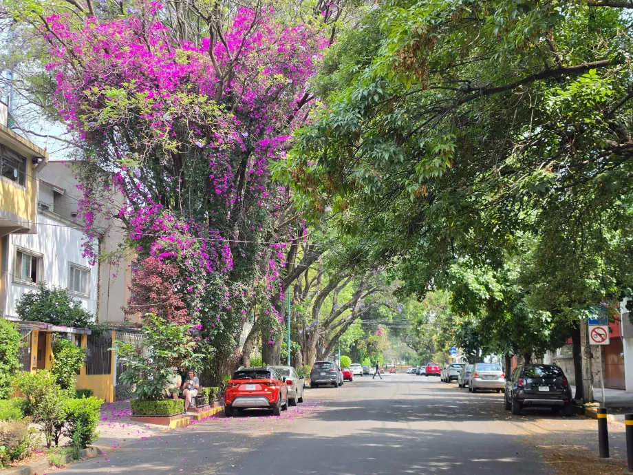 Distretto di Coyoacán