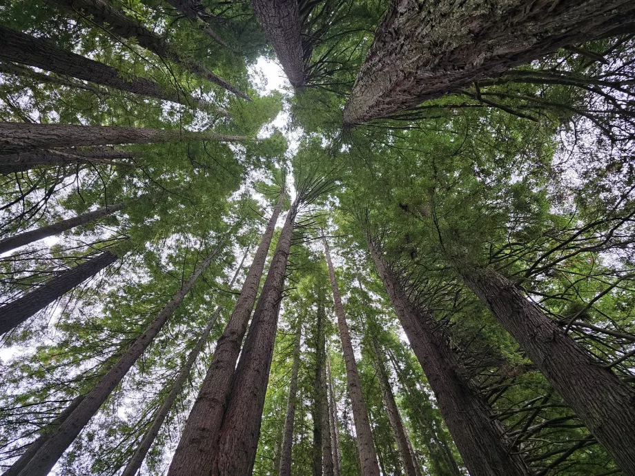 Le sequoie
