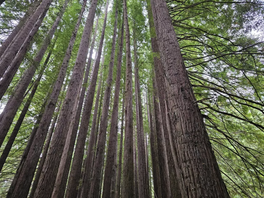 Le sequoie
