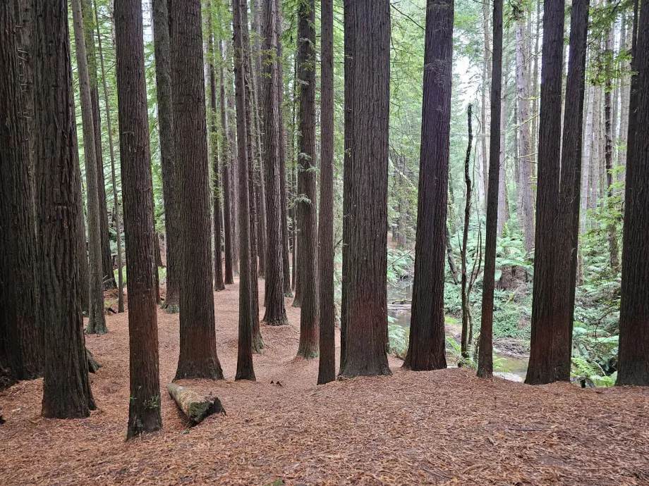 Le sequoie