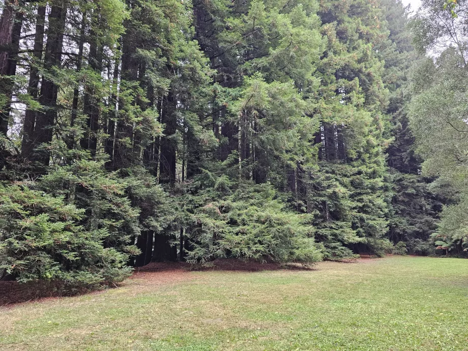 Le sequoie