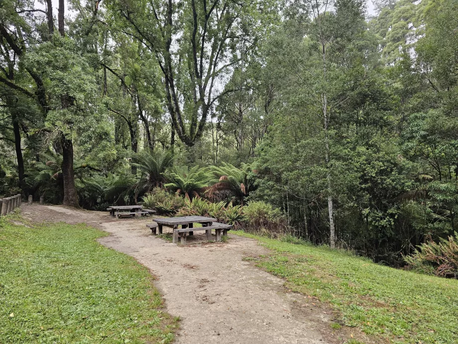 Le sequoie