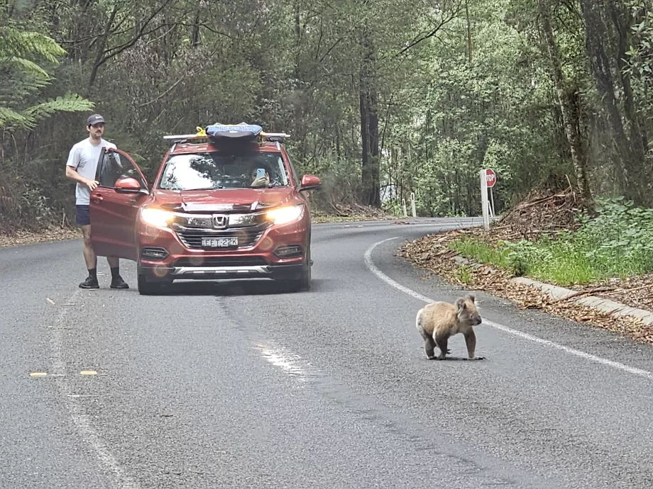 Orsetto koala in viaggio