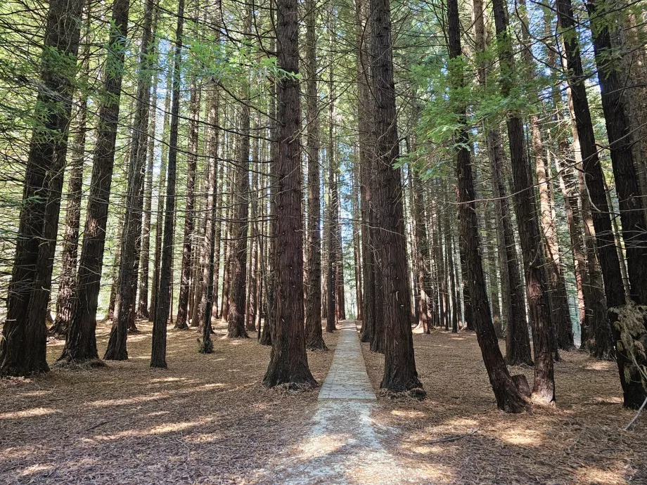 La strada per le cascate di Stevenson attraverso le Redwoods
