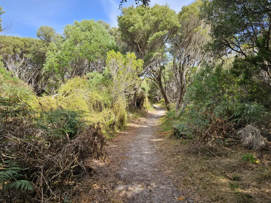 Foresta calcificata