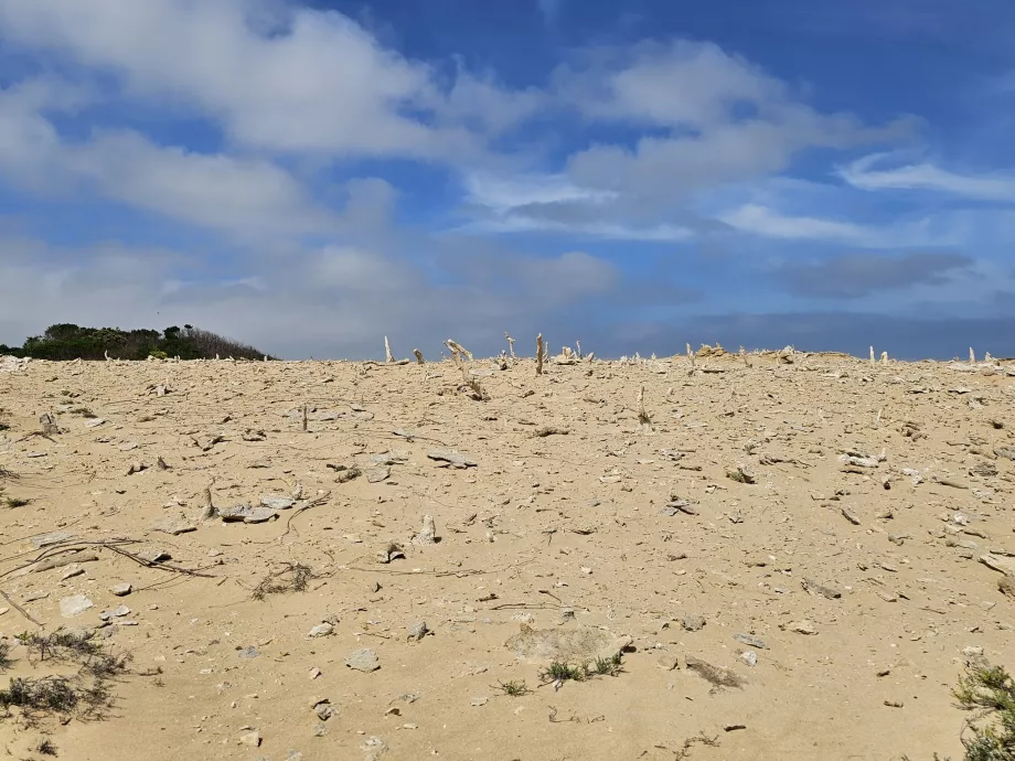 Foresta calcificata