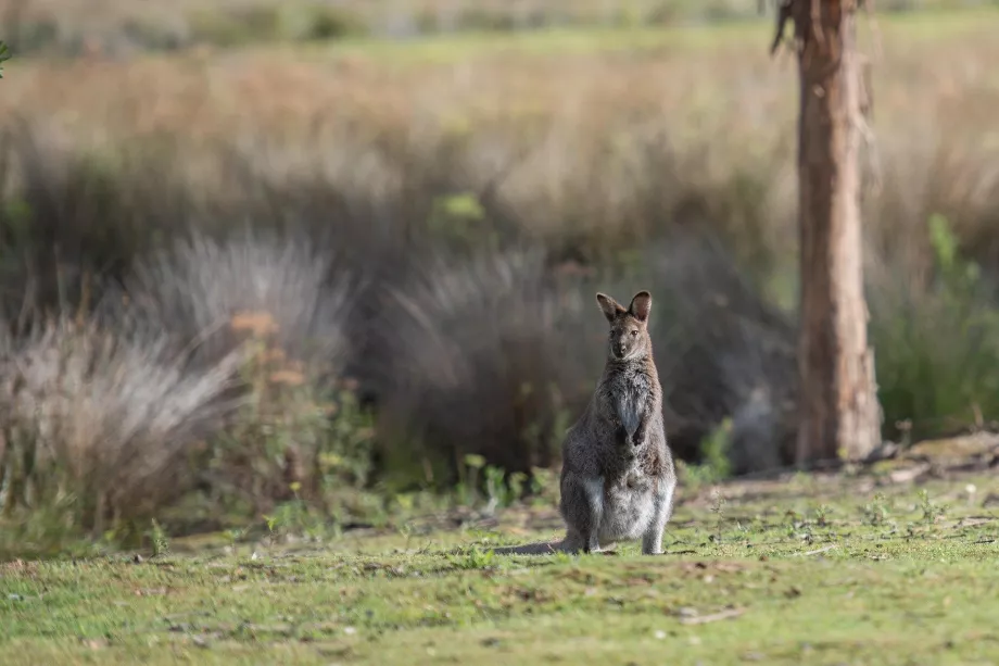 Canguro a King Island