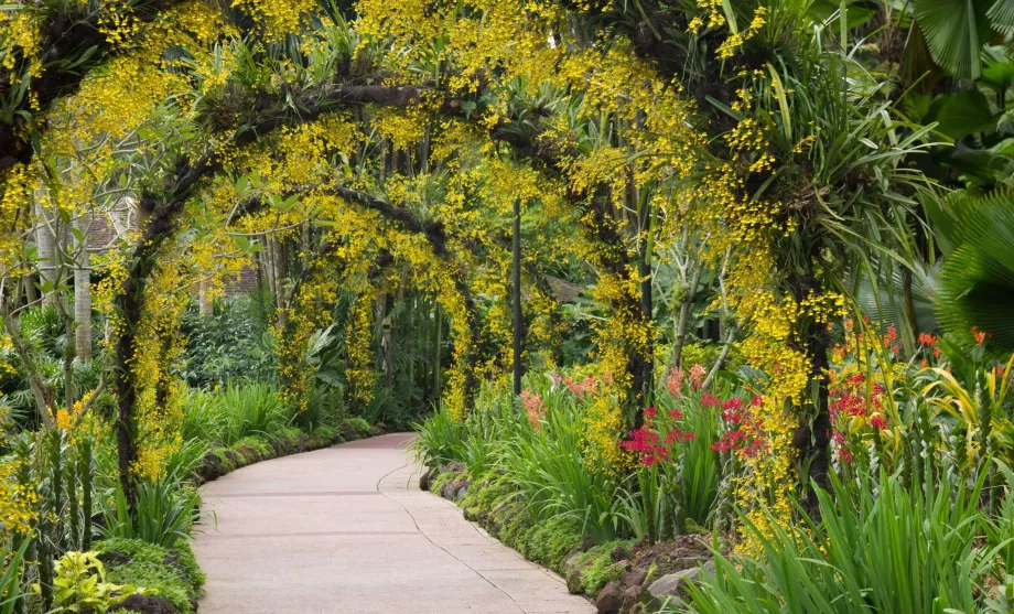 Giardino botanico di Singapore