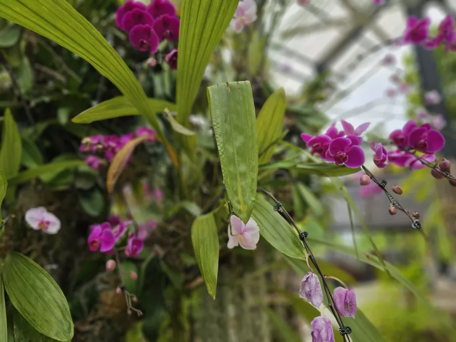 Giardino delle orchidee