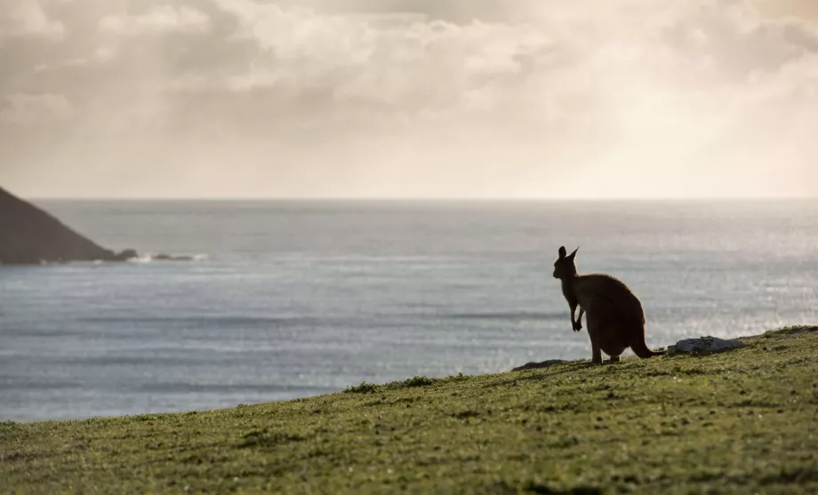 Canguro in Australia