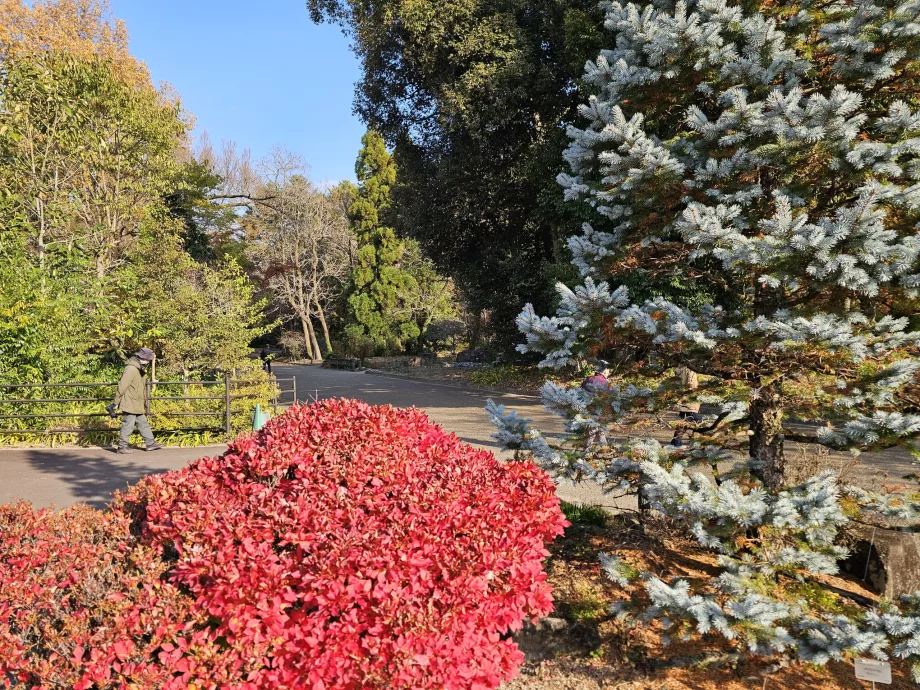 Giardino botanico di Kyoto