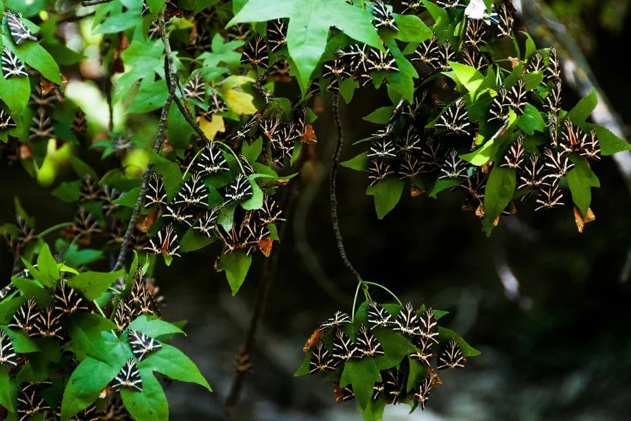 Valle delle farfalle