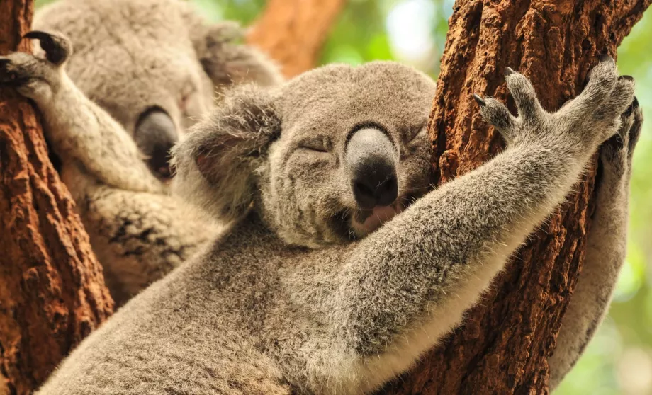 Koala del pino solitario