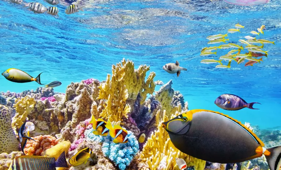 Snorkeling alla Grande Barriera Corallina
