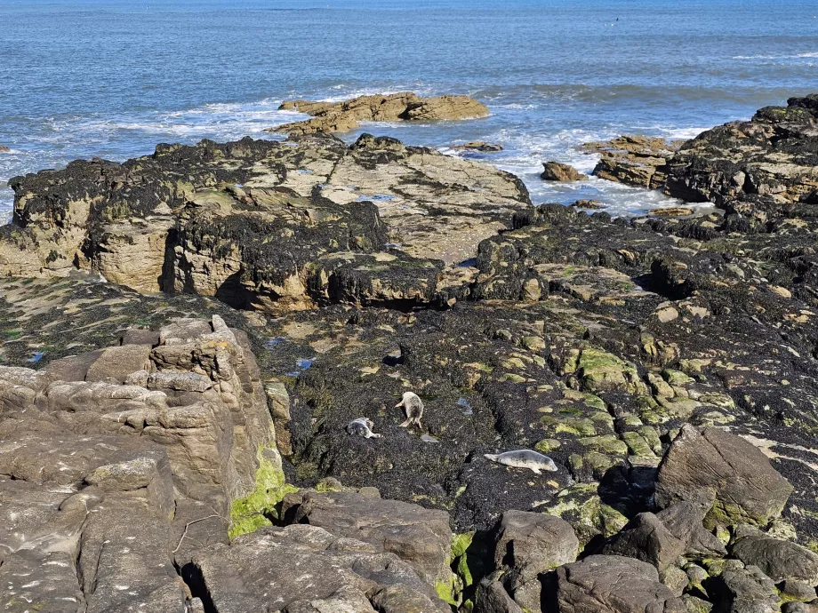 Le foche sulla costa