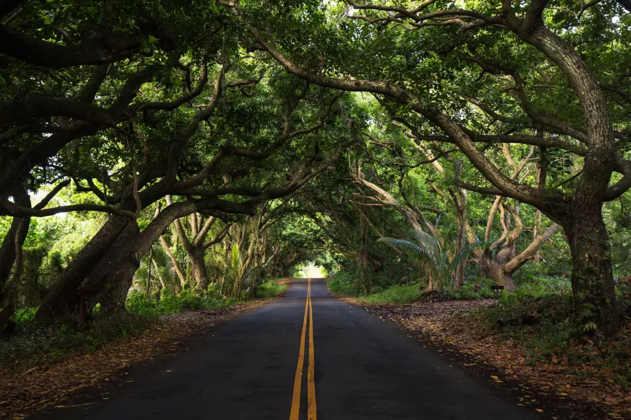 Foresta sulla strada per Hana
