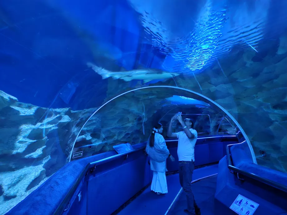 Squalo in acquario