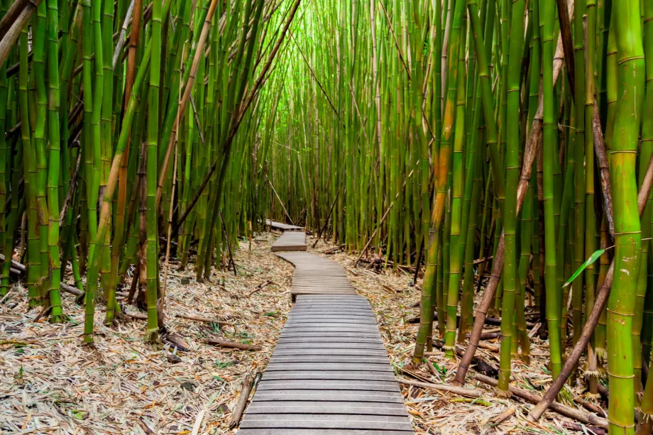 Foresta di bambù