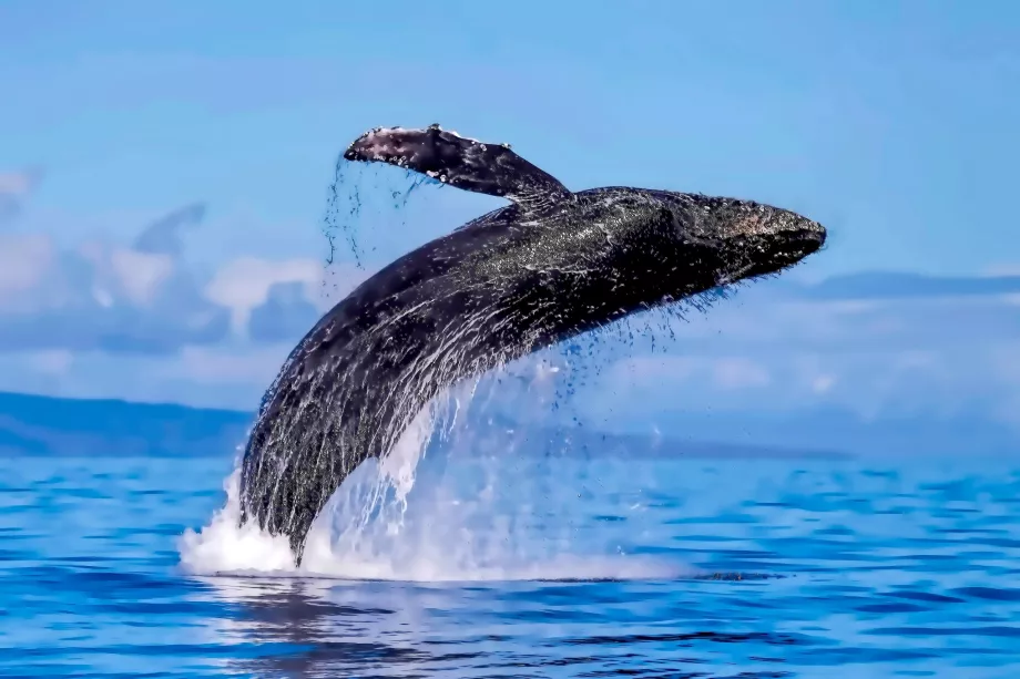 Balene di Maui