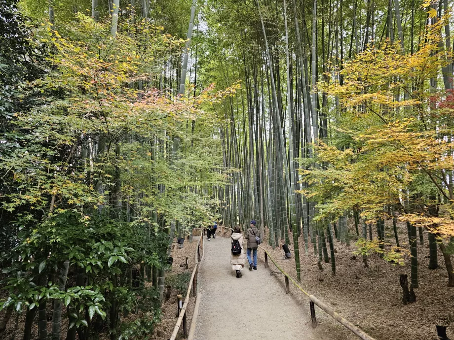 Tempio di Kodai-ji, foresta di bambù
