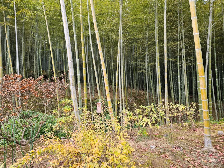 Foresta di bambù di Arashiyama