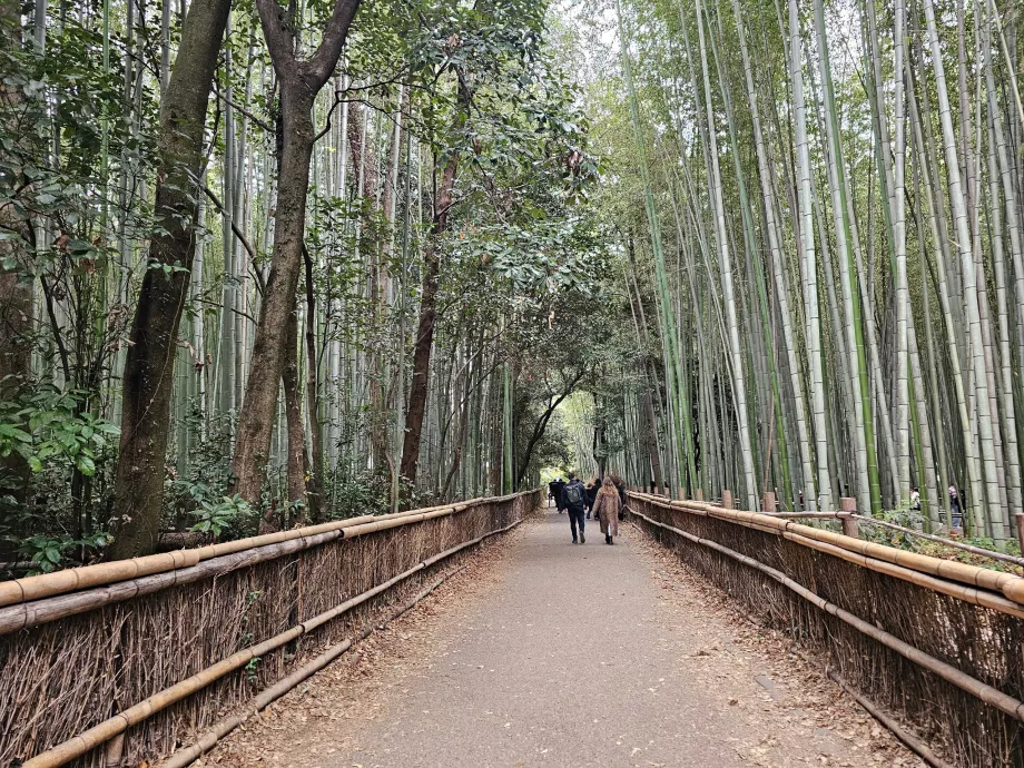 Foresta di bambù di Arashiyama