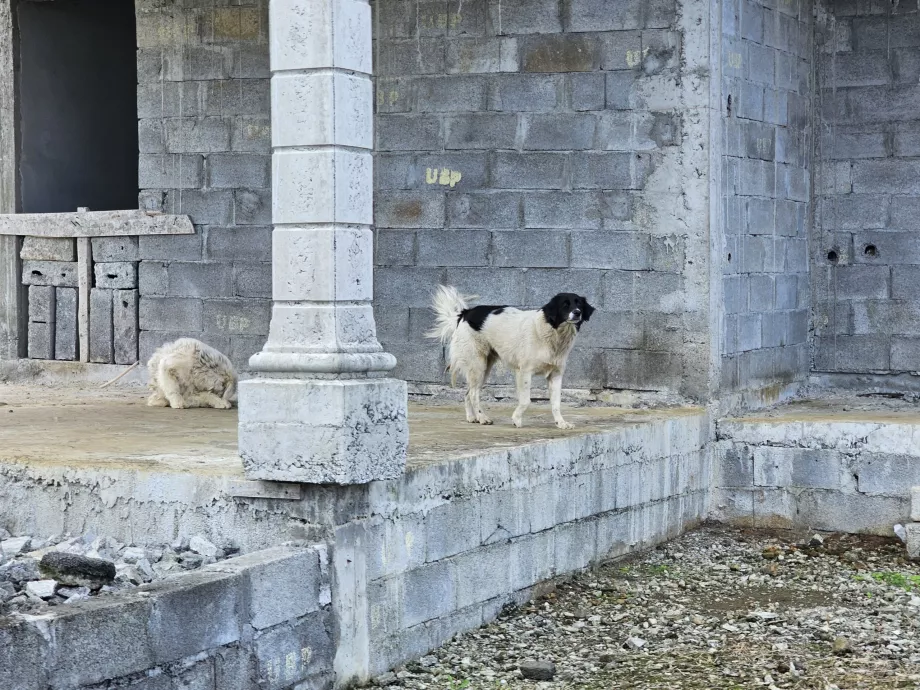 Cani randagi
