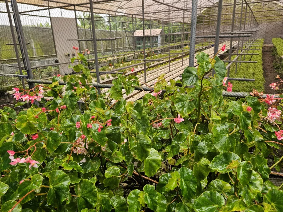 Piantagione Vanille
