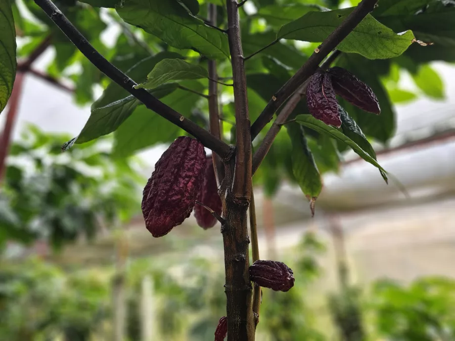 Cacao, Vaniglia di piantagione