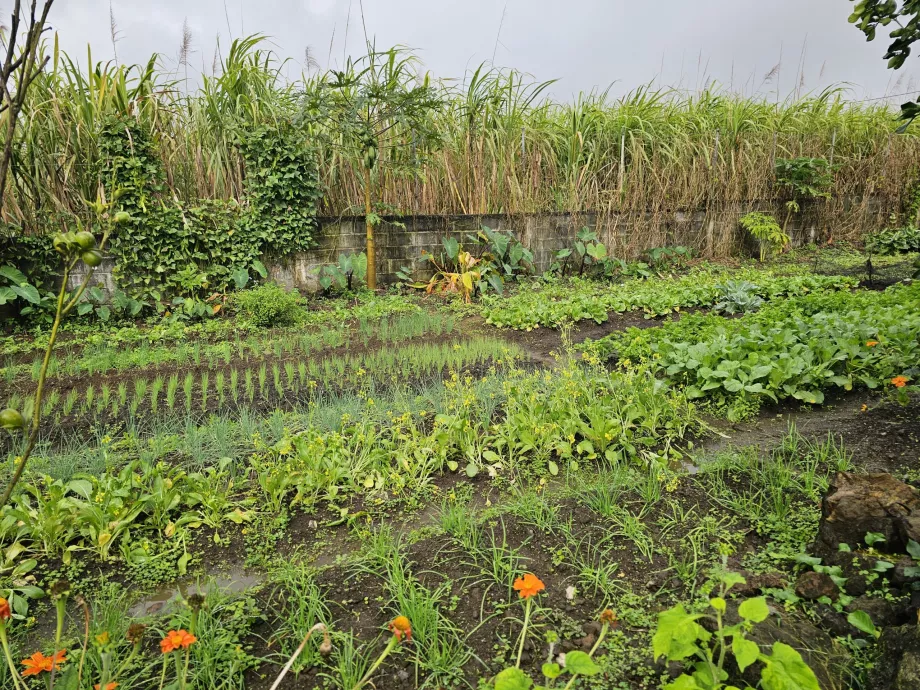 Piantagione Vanille