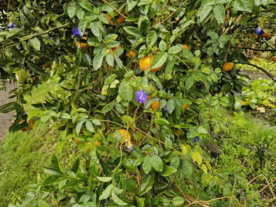 Piantagione Vanille