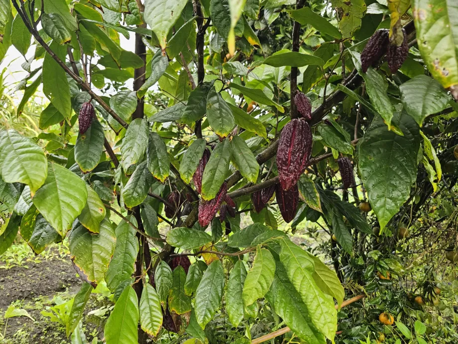 Piantagione Vanille