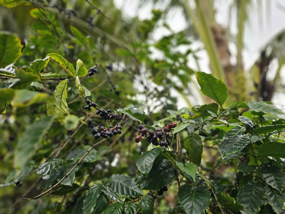Caffè in Plantation Vanille