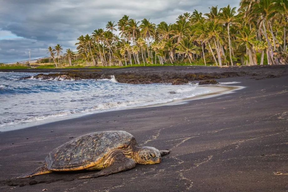 Tartarughe sulla spiaggia di Punaluu
