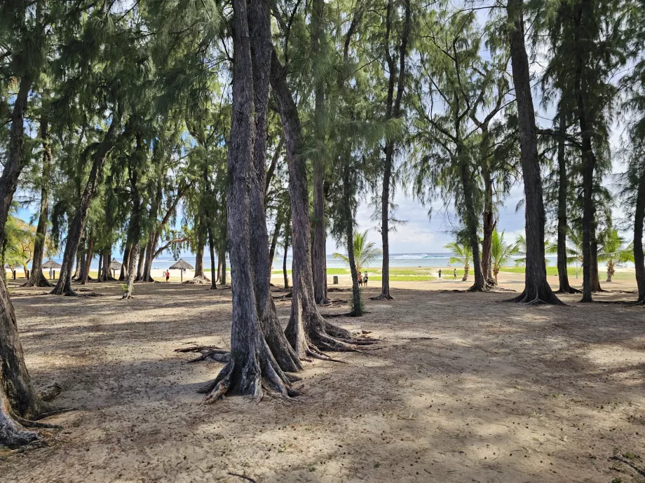 Parco della spiaggia di Flic en Flac
