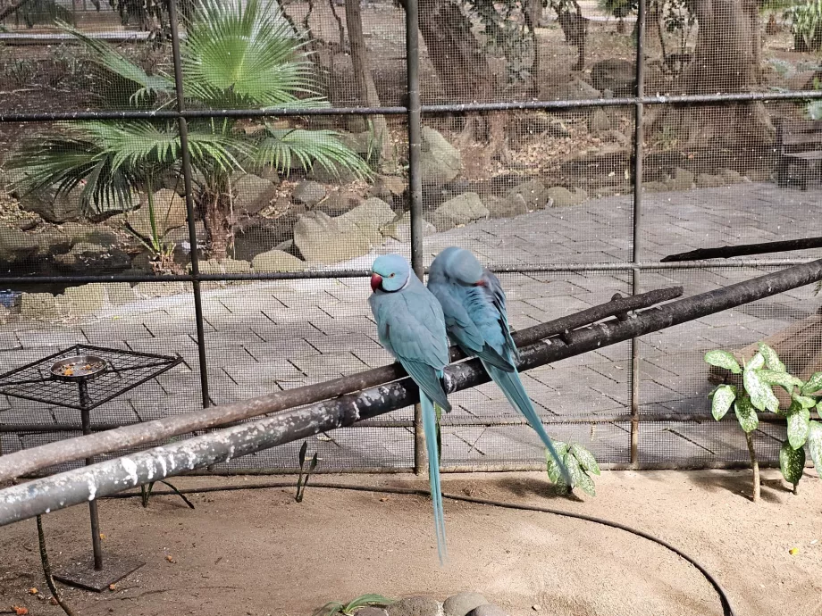 Zoo di Casela