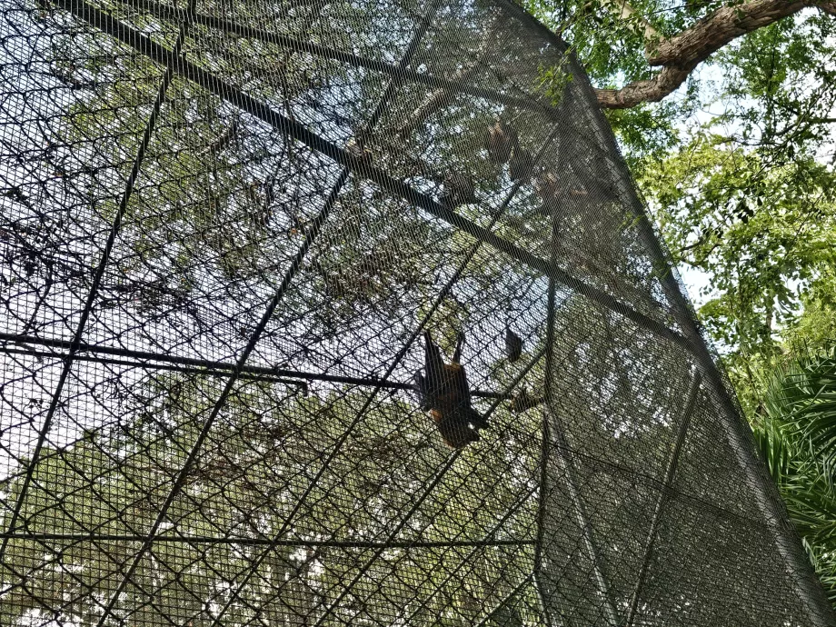 Pipistrelli allo zoo di Casela