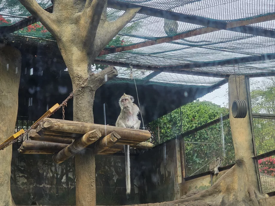 Scimmie allo zoo di Casela