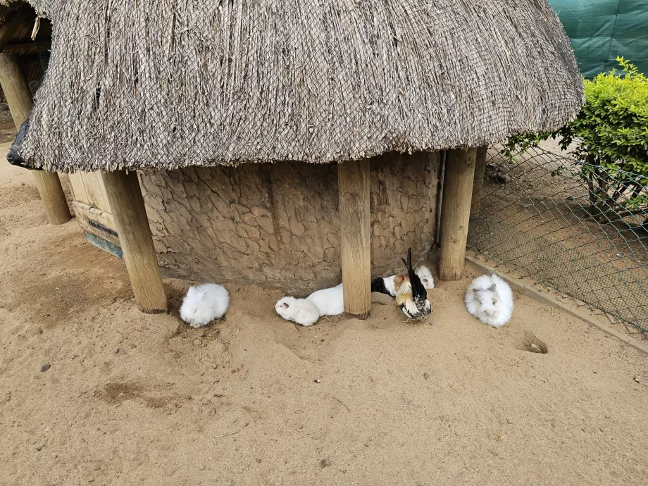 Conigli allo zoo di Casela