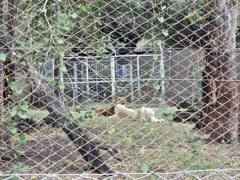I leoni dello zoo di Casela