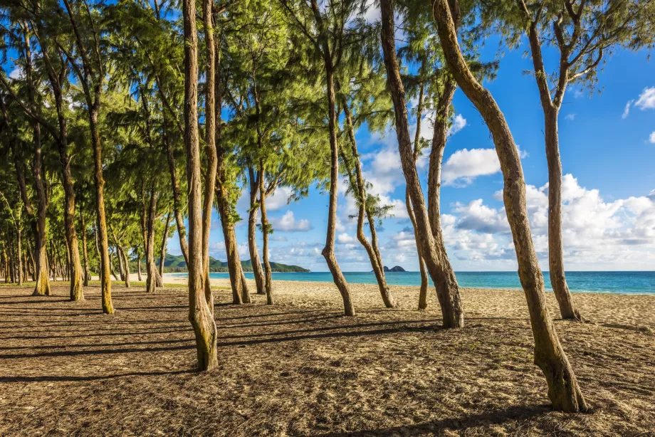 Alberi sulla spiaggia di Waimanalo