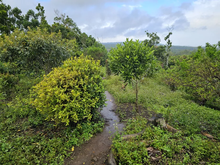 Foresta di ebano