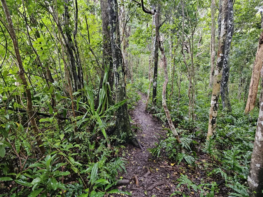 Foresta di ebano