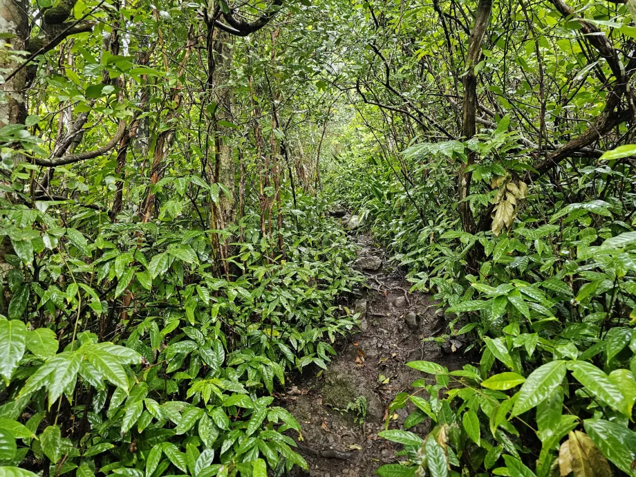 Piton du Canot, sentiero nella foresta