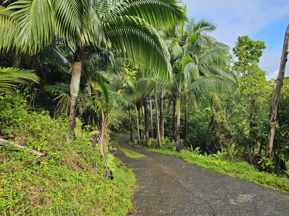 Foresta di ebano