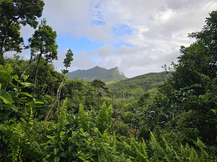 Foresta di ebano