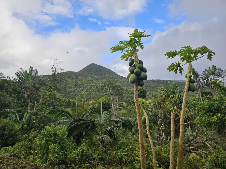 Foresta di ebano